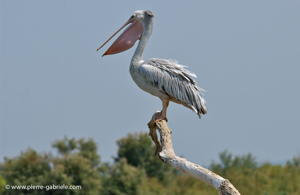pelican_5655.jpg