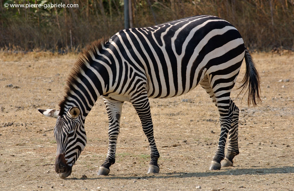 zebre_5611.jpg