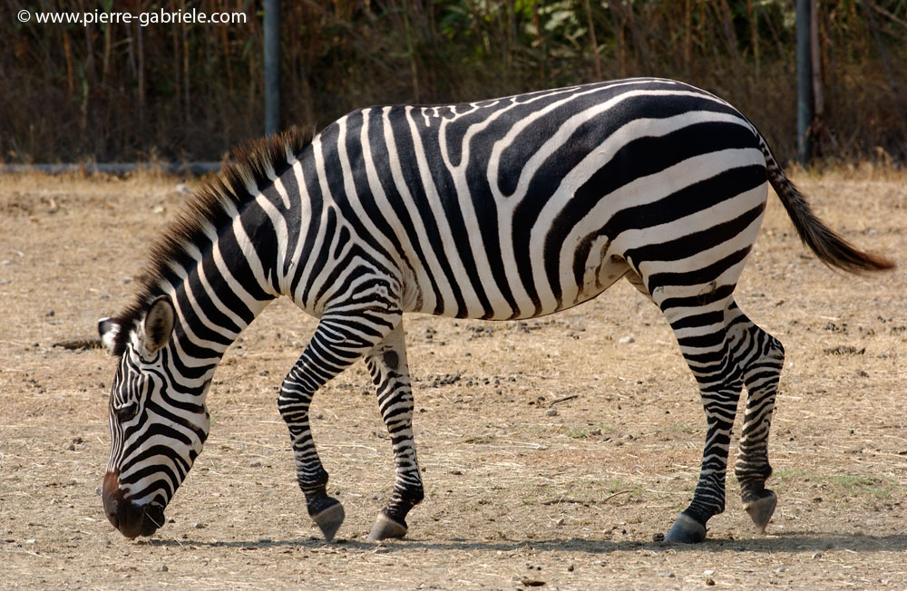 zebre_5613.jpg