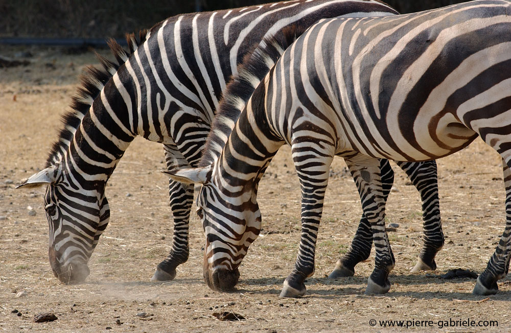 zebre_5615.jpg
