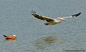 pelican_5650