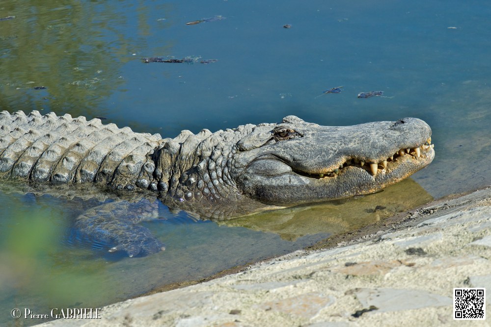 alligator_6960.jpg