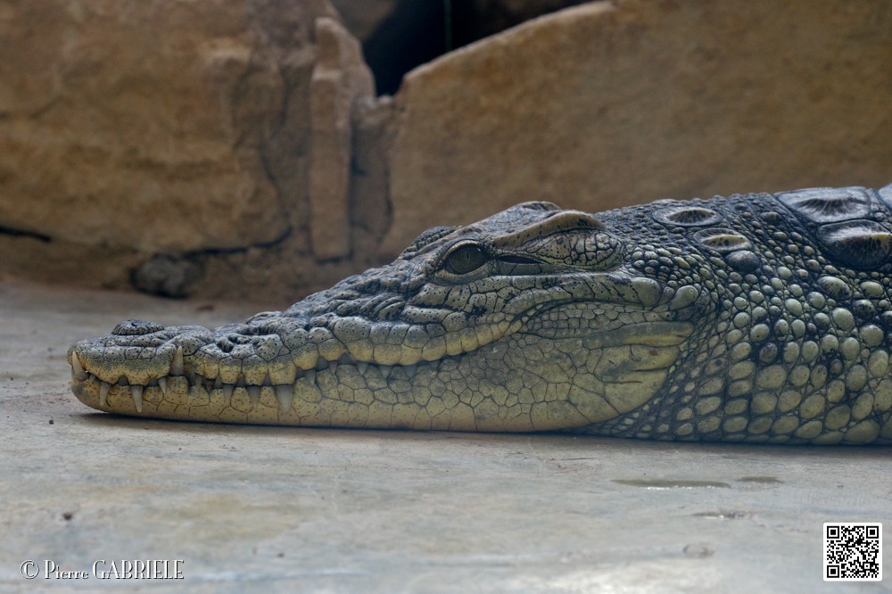 alligator_6979.jpg