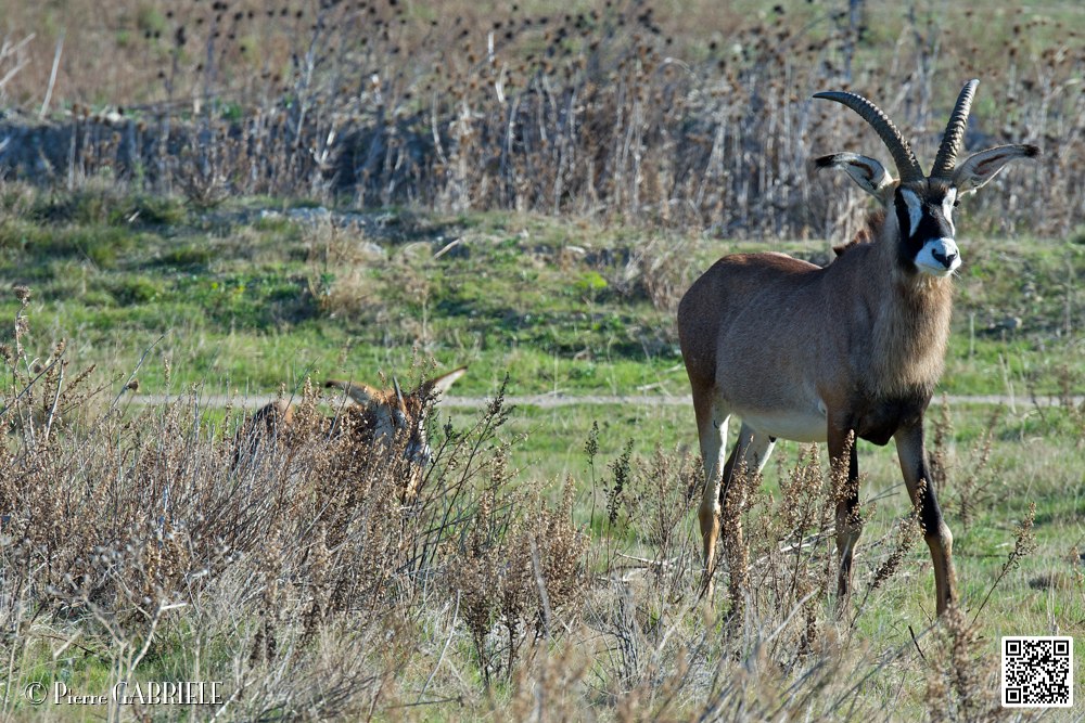 antilopes-rouanne_6733.jpg