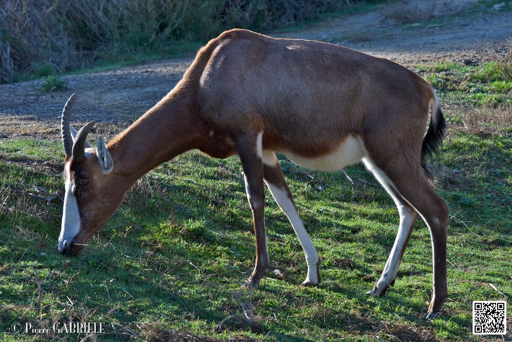 blesboks_6774.jpg