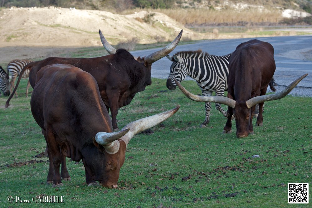 boeuf-watussi_7108.jpg