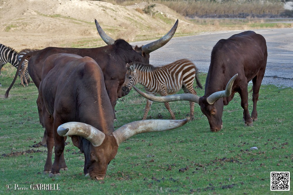 boeuf-watussi_7110.jpg