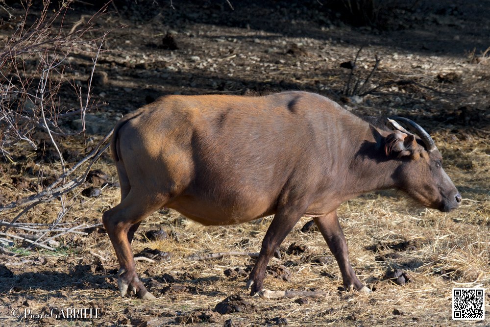 buffle-nain_6693.jpg