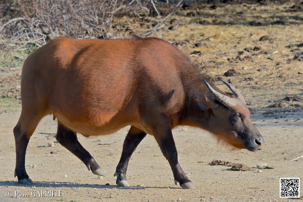 buffle-nain_6696.jpg