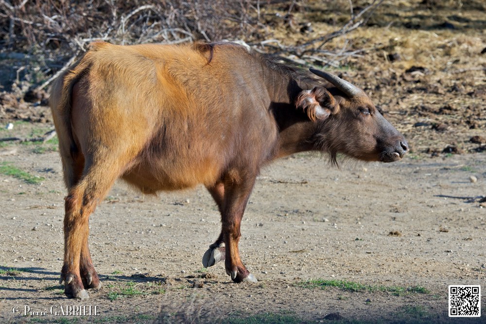 buffle-nain_6700.jpg
