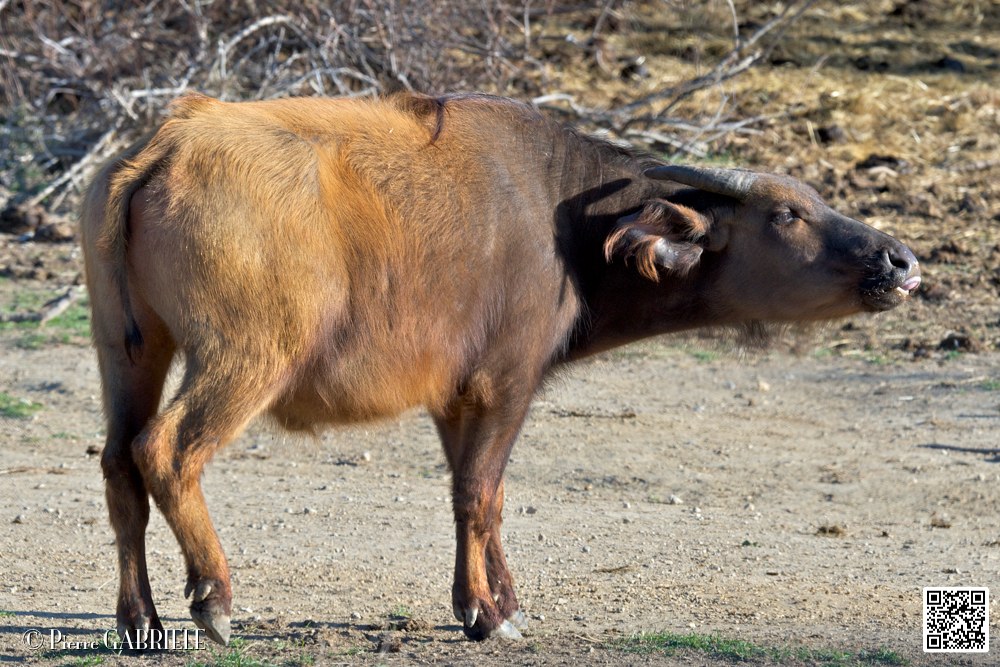 buffle-nain_6701.jpg