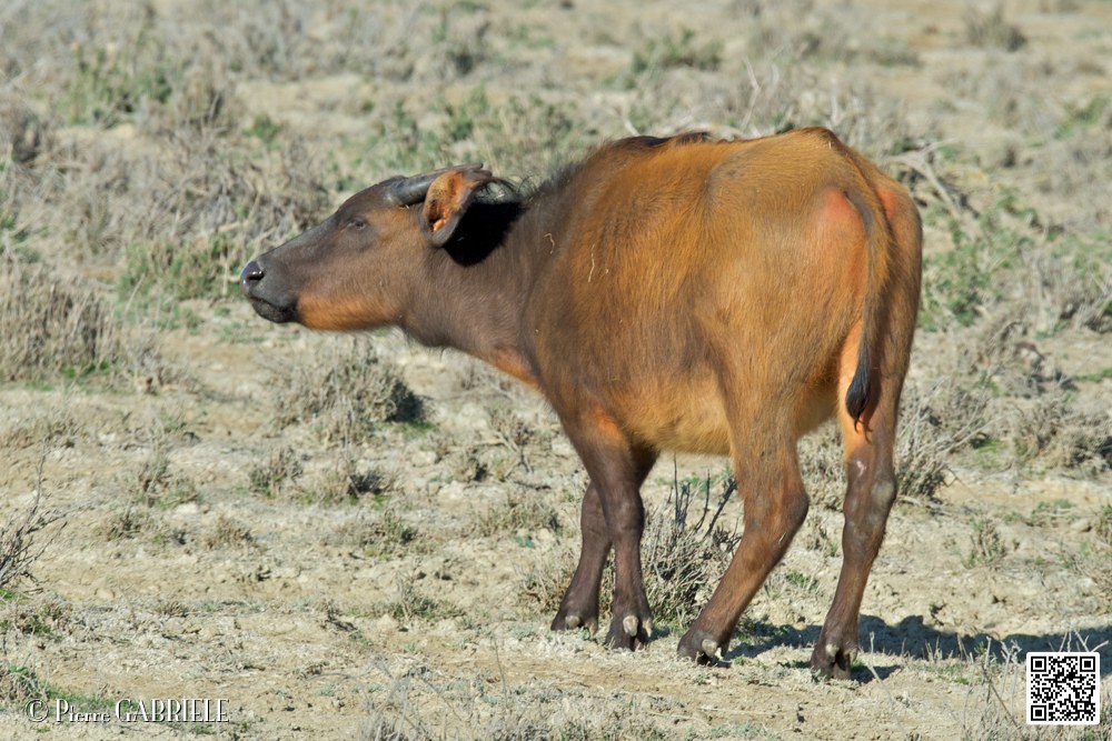 buffle-nain_6745.jpg