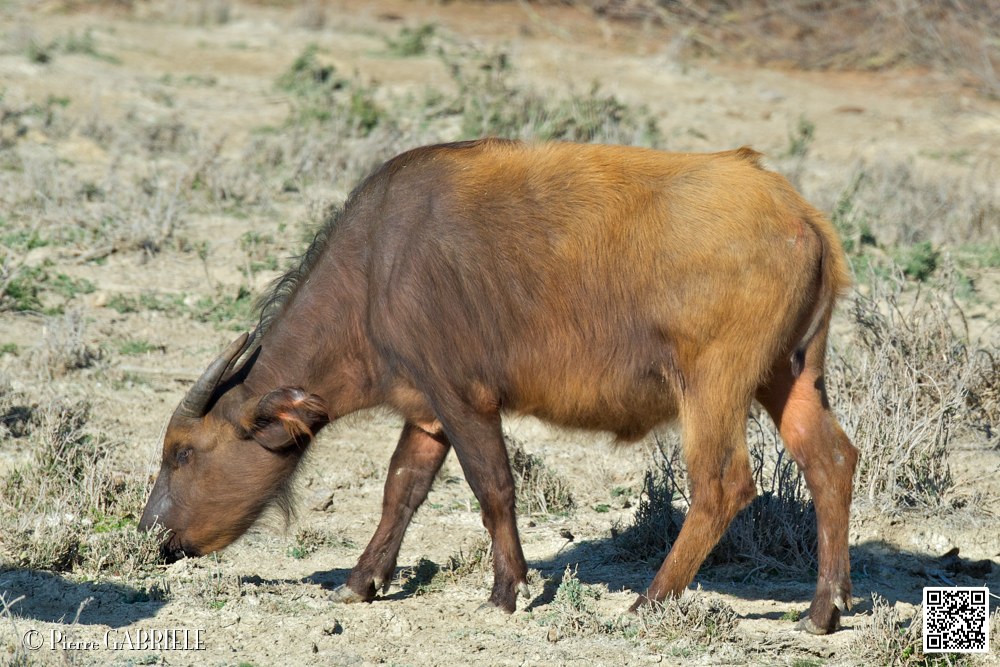 buffle-nain_6746.jpg