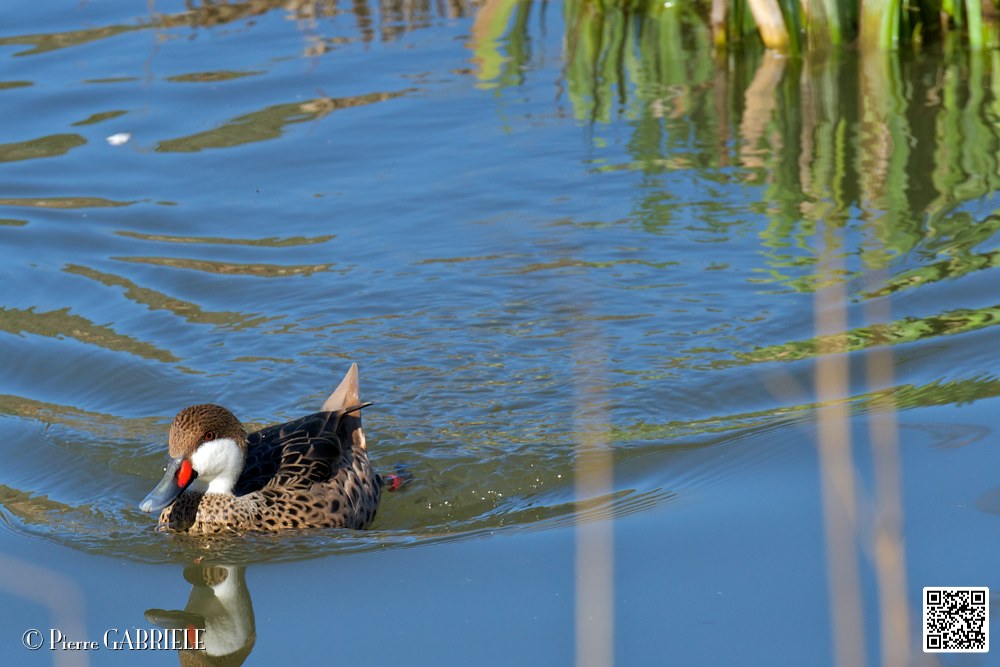 canard-a-bec-rouge_6815.jpg