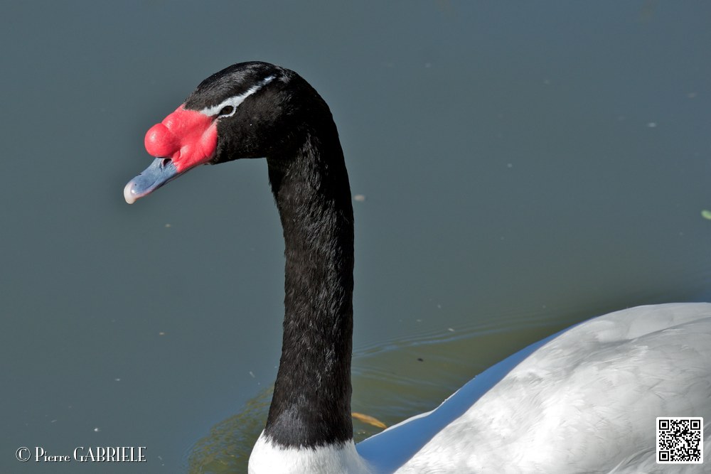 cigne_6822.jpg