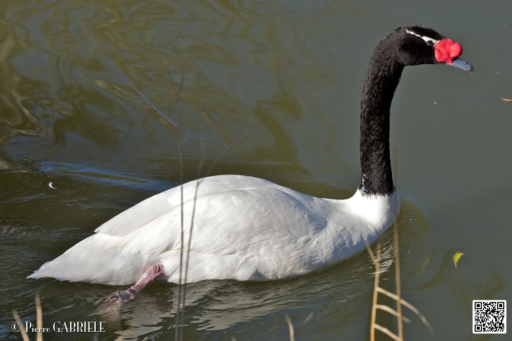 cigne_6824.jpg