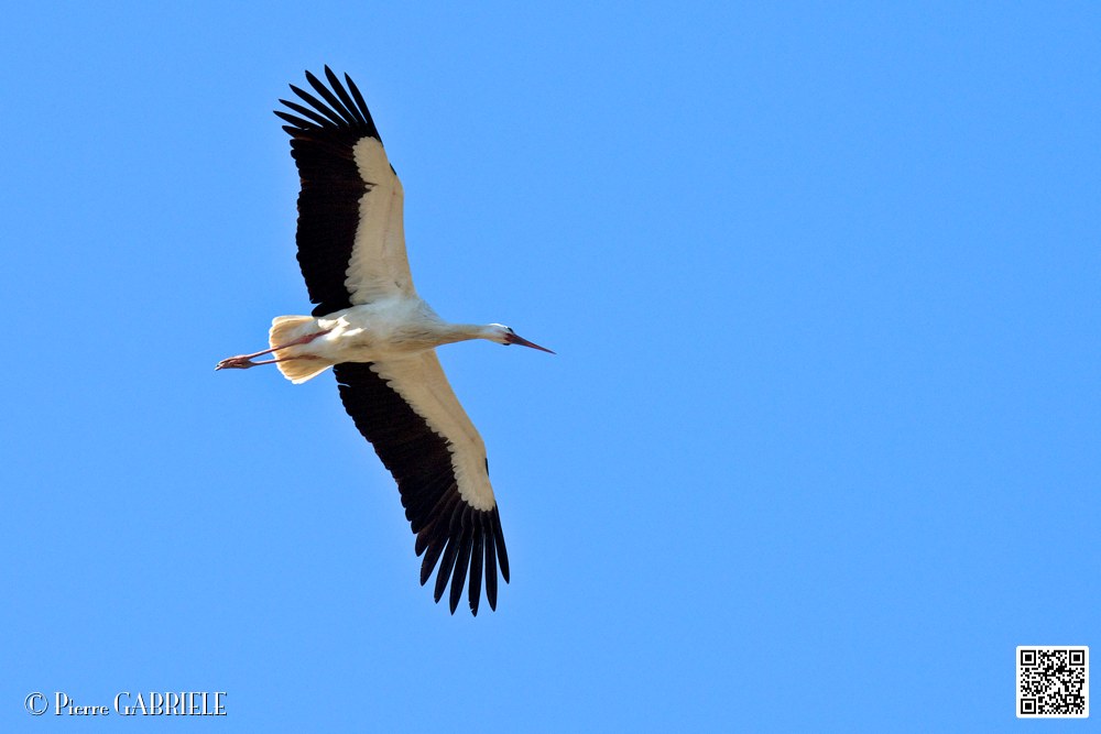 cigogne_6837.jpg