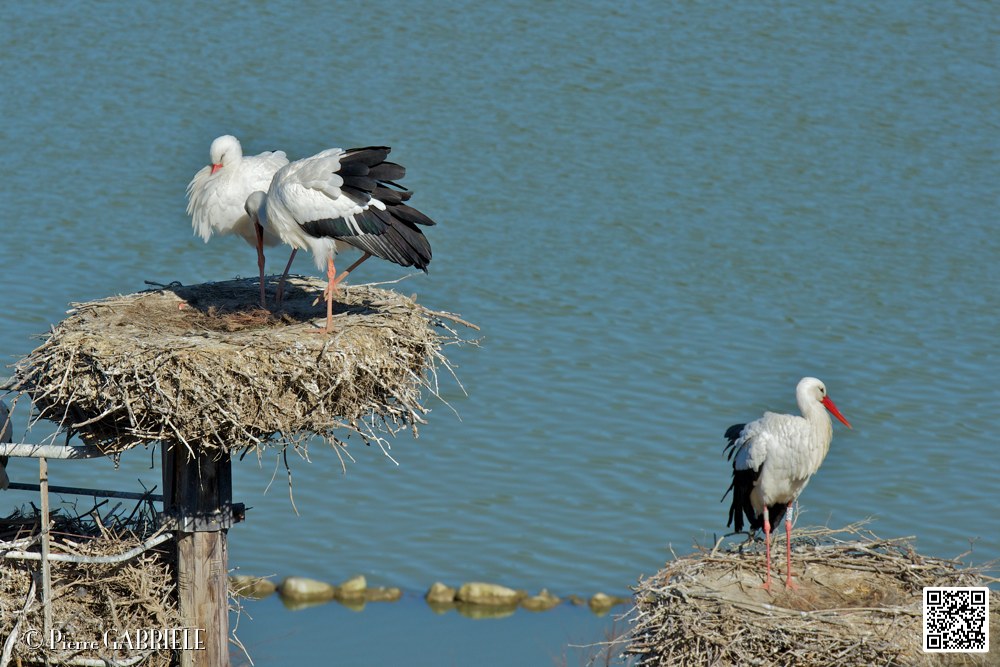 cigogne_6843.jpg