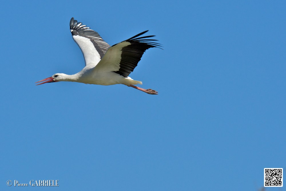 cigogne_6878.jpg
