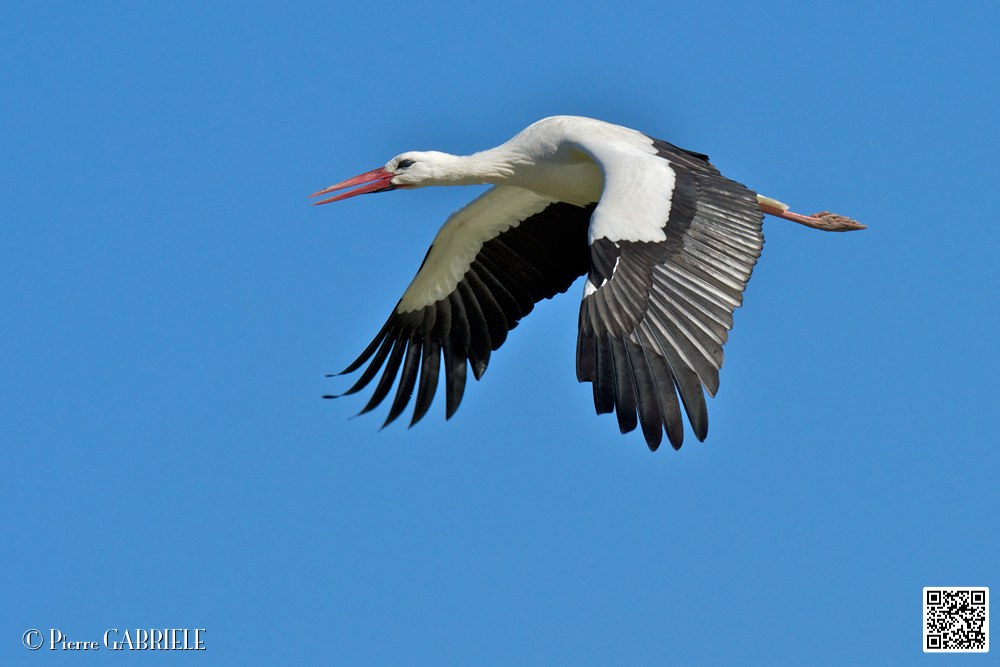 cigogne_6879.jpg