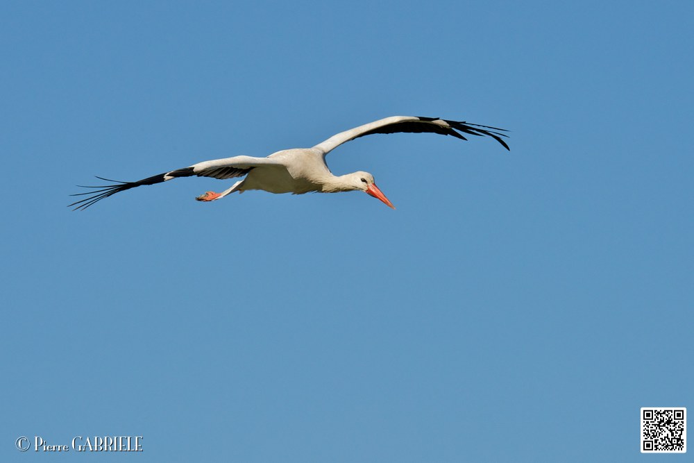 cigogne_7056.jpg