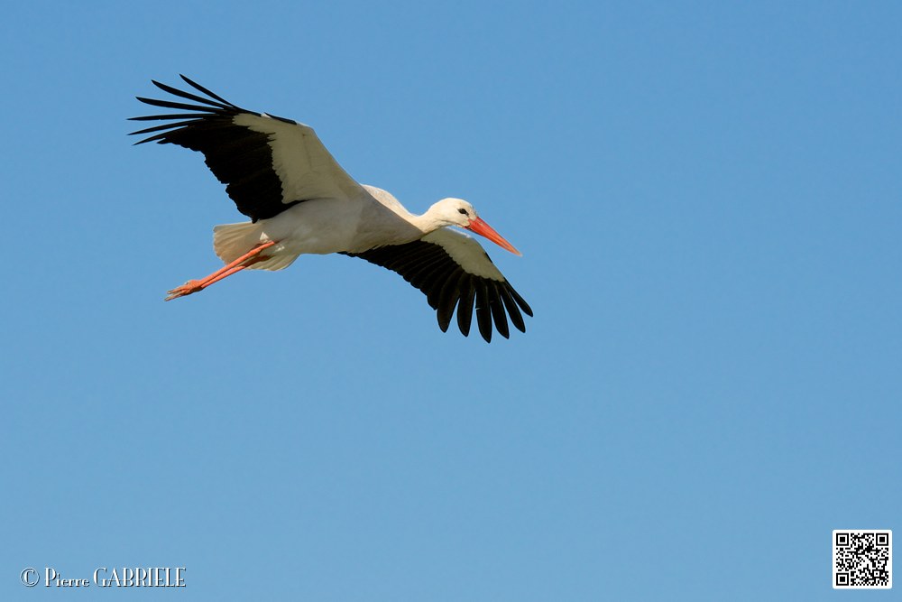 cigogne_7057.jpg