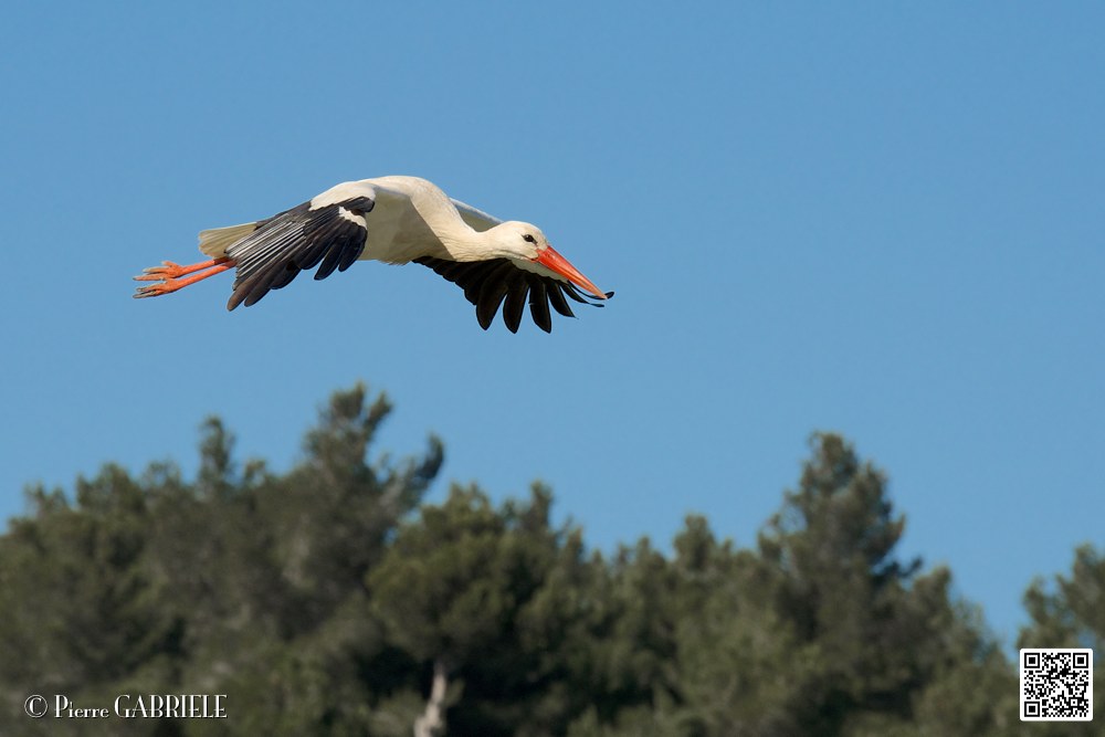 cigogne_7058.jpg