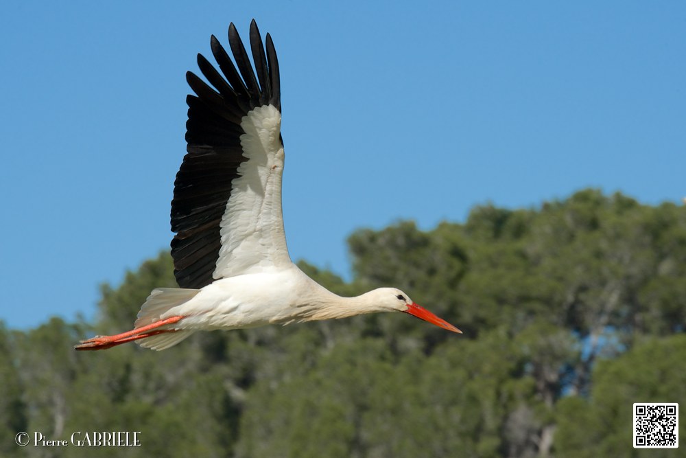 cigogne_7060.jpg