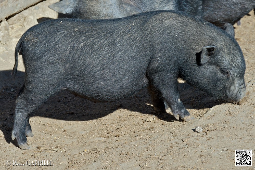 cochon-du-vietnam_6872.jpg