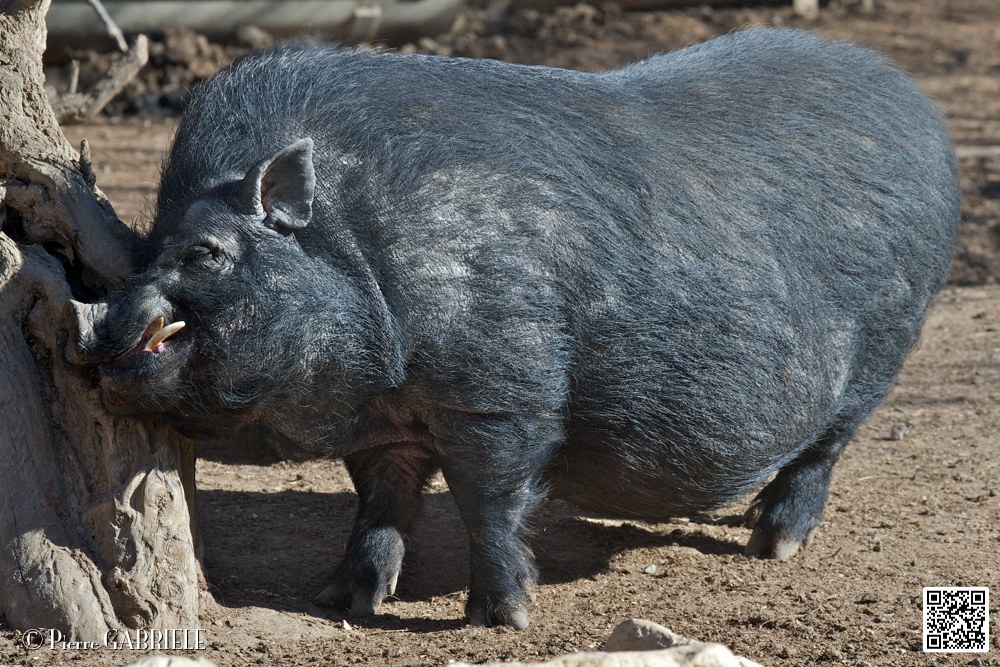 cochon-du-vietnam_6873.jpg