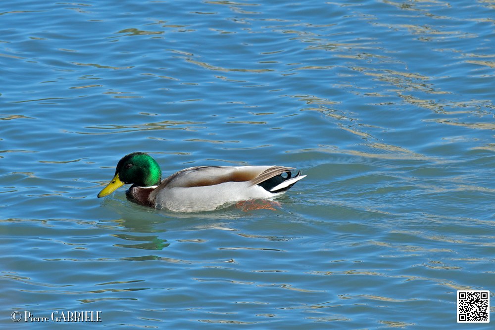 col-vert_7013.jpg