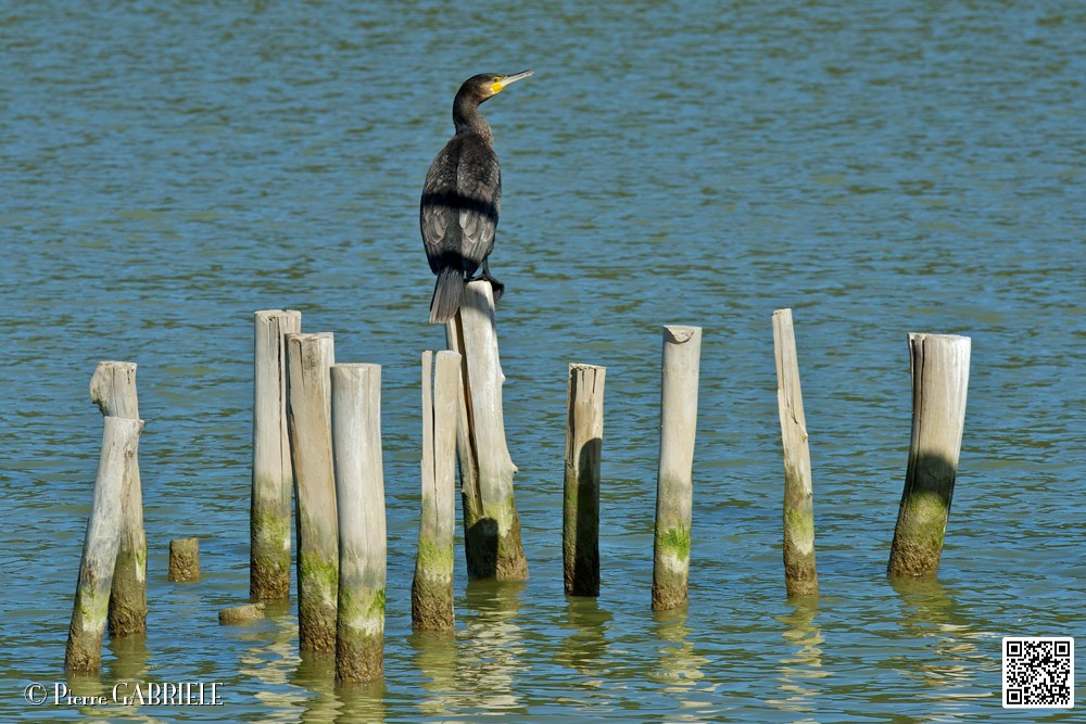 cormoran_6922.jpg
