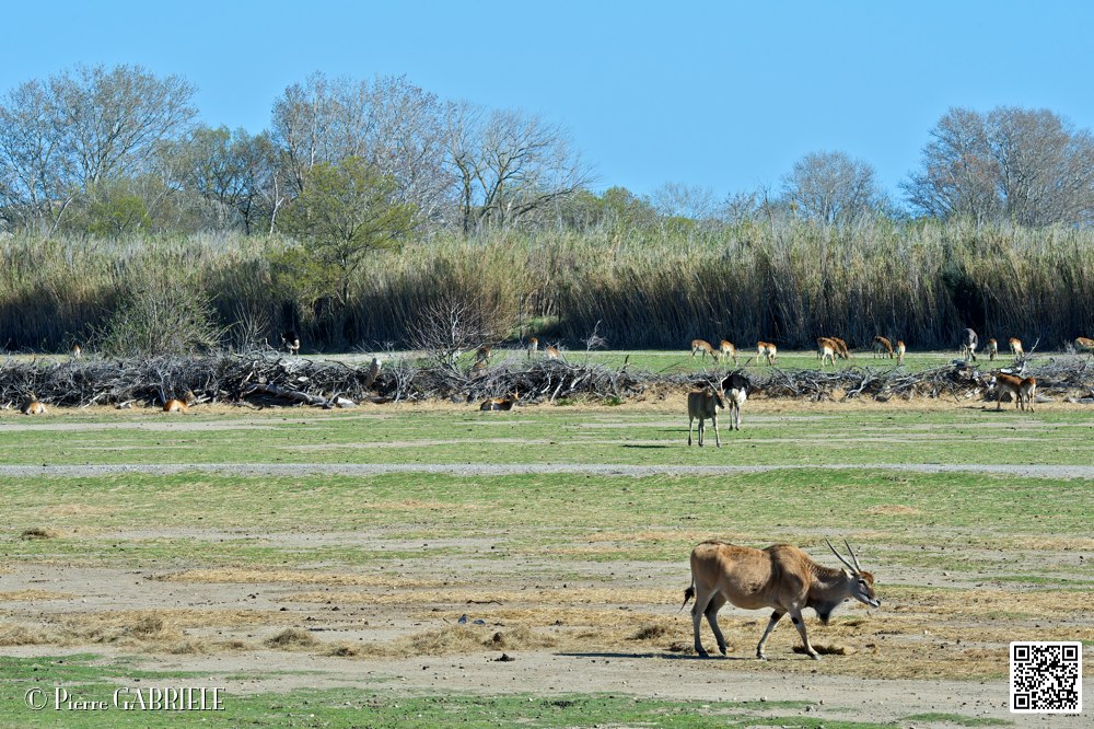 elands-du-cap_7007.jpg