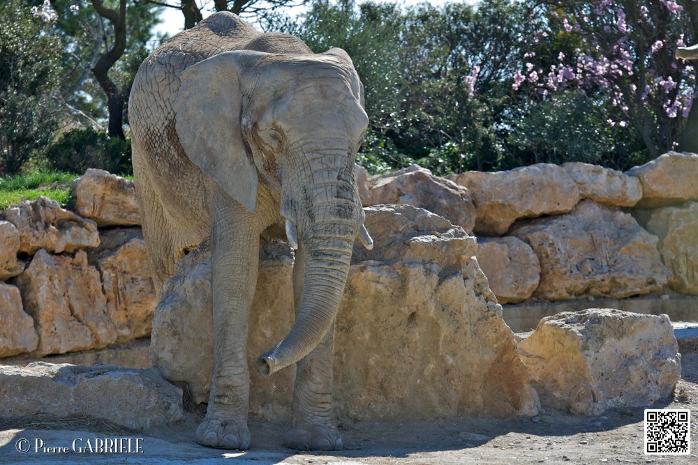 elephant_6986.jpg