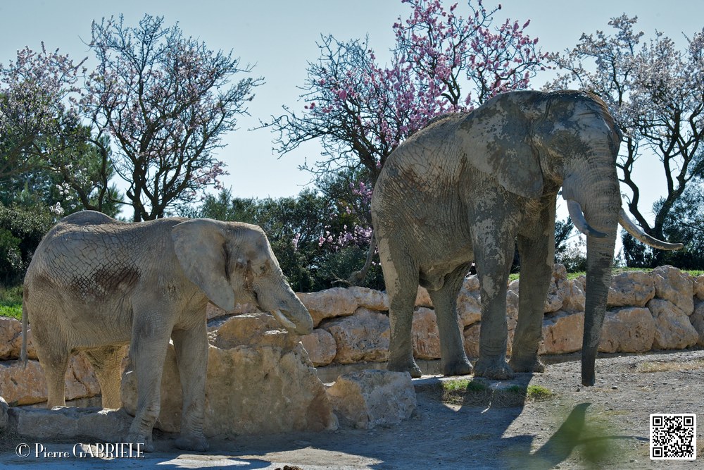 elephant_6988.jpg
