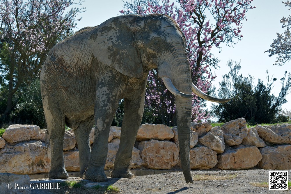 elephant_6990.jpg