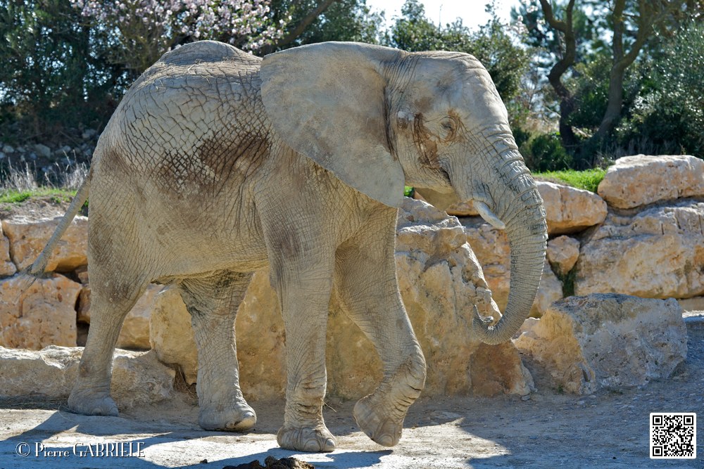 elephant_6991.jpg
