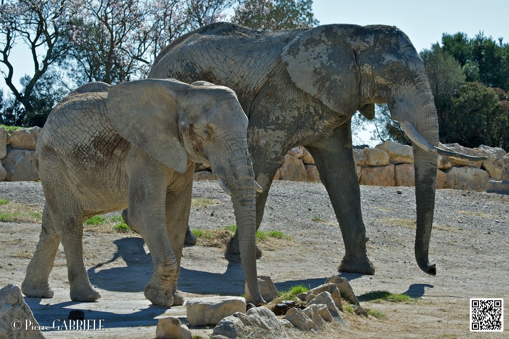 elephant_6992.jpg