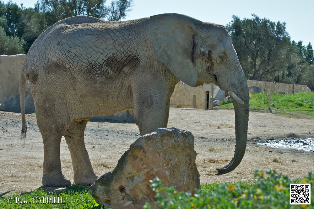 elephant_6994.jpg