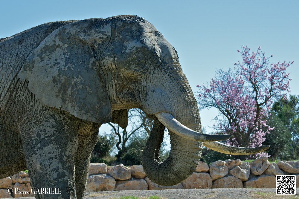 elephant_6996.jpg
