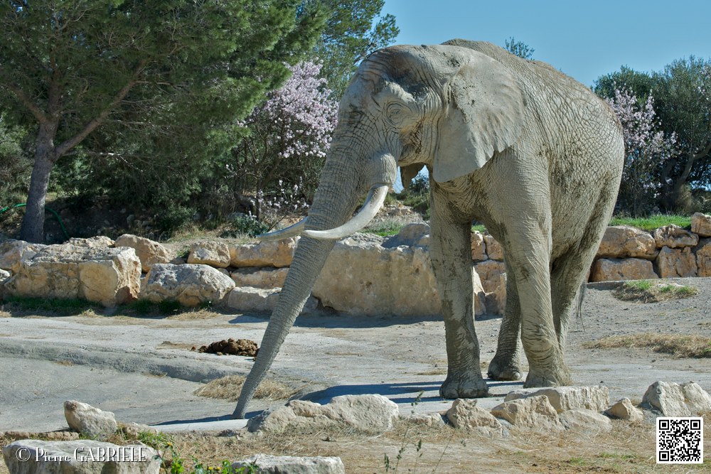 elephant_7002.jpg