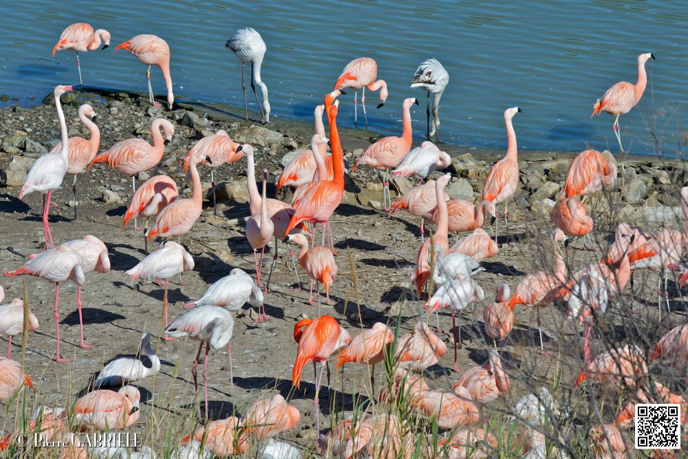 flament-rose_6831.jpg