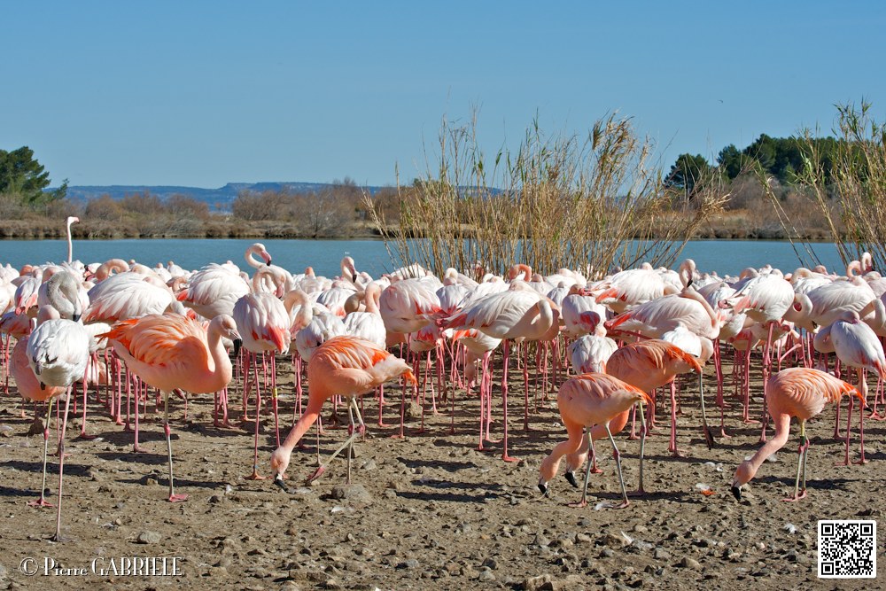 flament-rose_6899.jpg