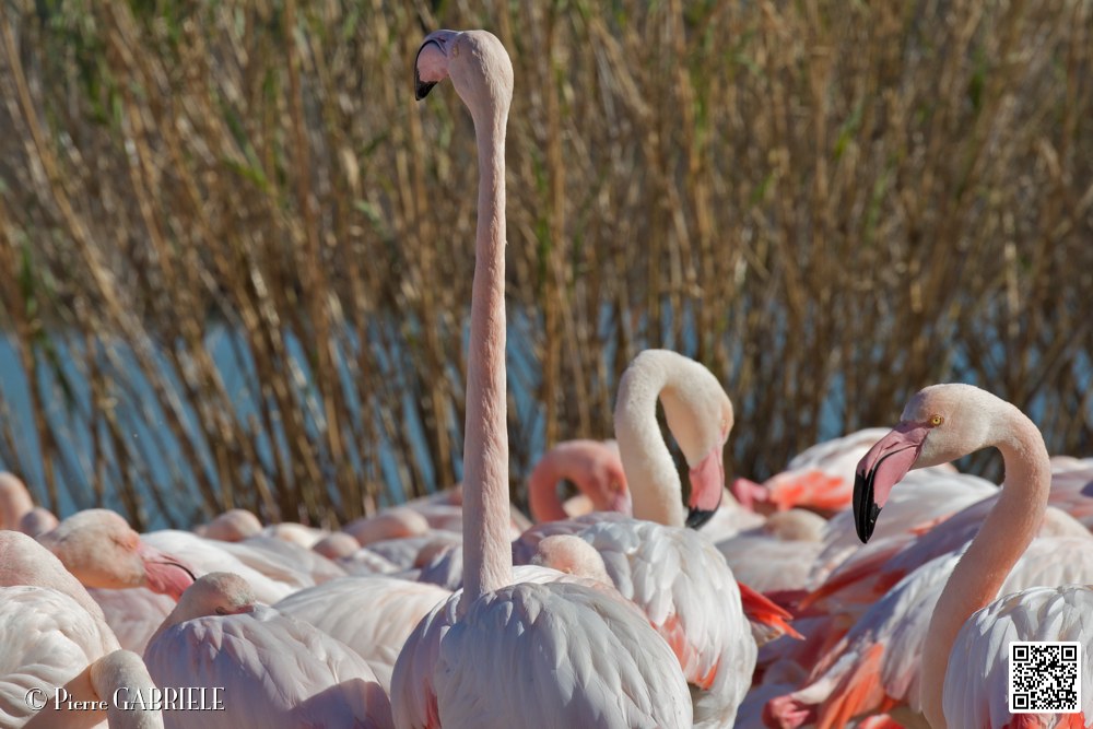 flament-rose_6900.jpg