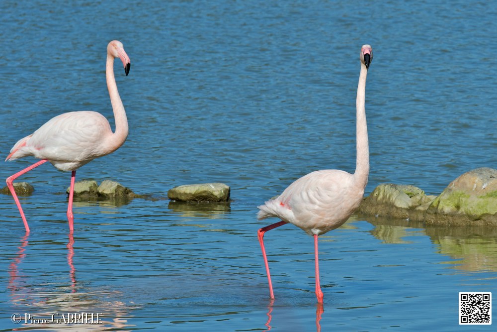 flament-rose_6903.jpg