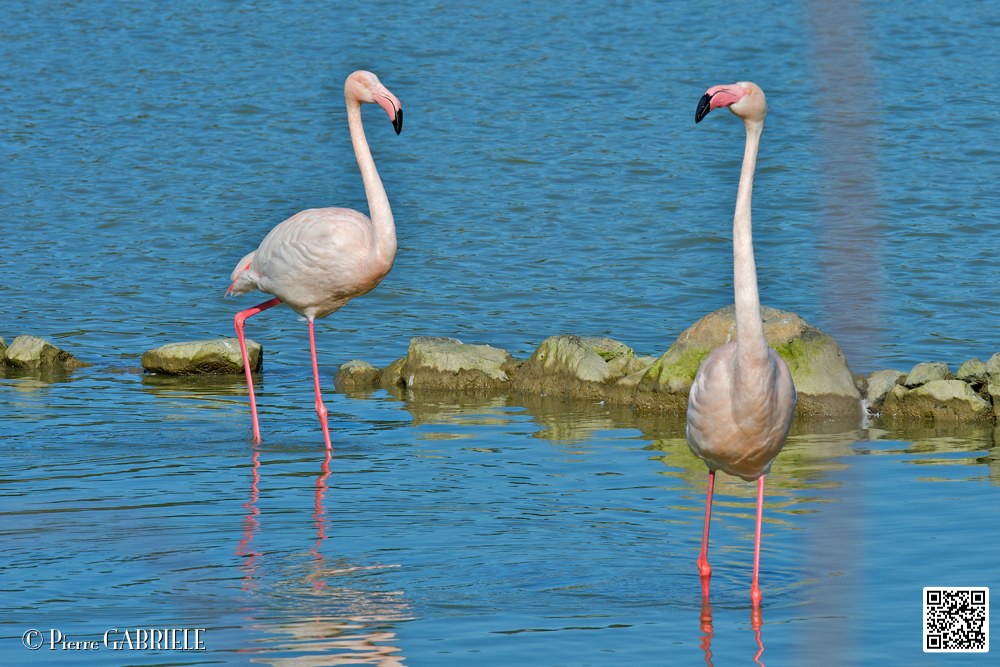 flament-rose_6905.jpg