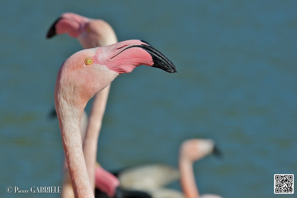 flament-rose_6913.jpg
