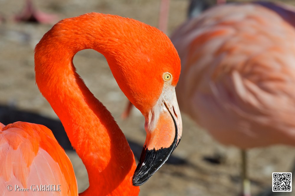 flament-rose_6915.jpg