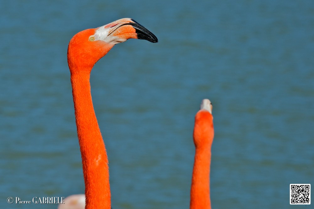 flament-rose_6916.jpg