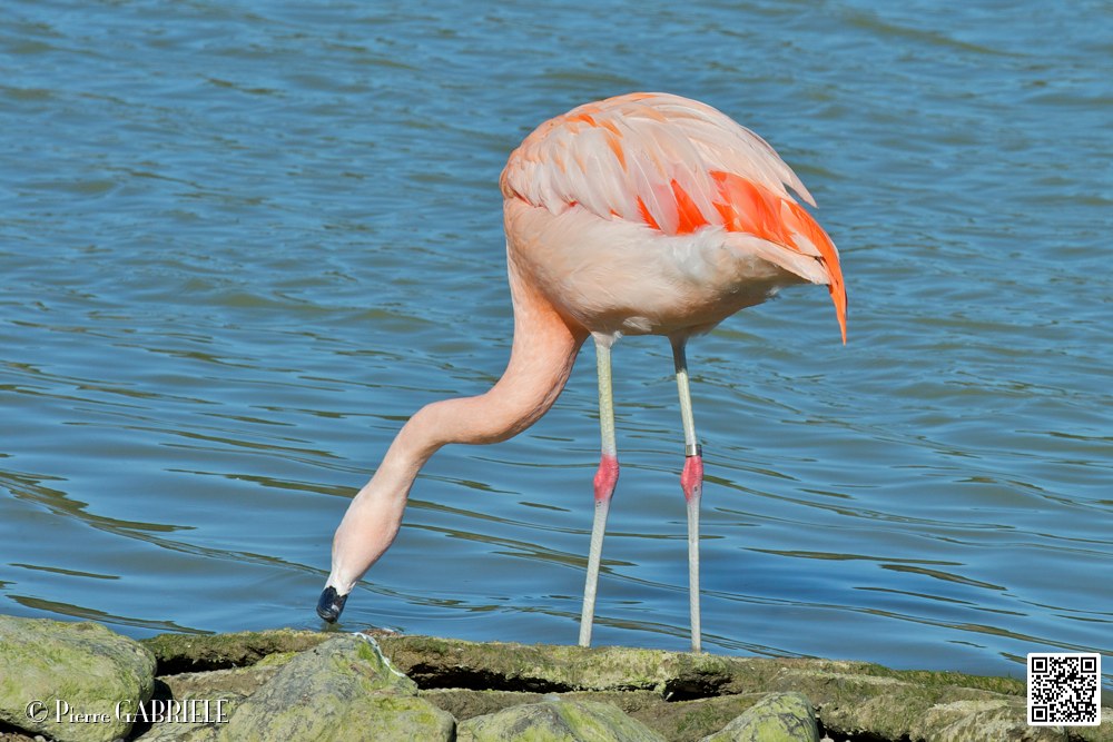 flament-rose_6919.jpg